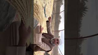 كيف نقوم بعمليه تنشيف وتجفيف لقاح النخيل وتخزينه لحين الحاجه
