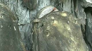 The Sangamon River &quot;A Sense of Place&quot;