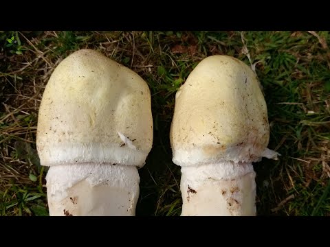 Giant Horse Mushroom (Agaricus urinascens)