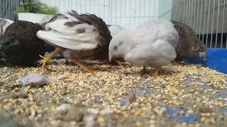 Cút kiểng siêu dễ thương