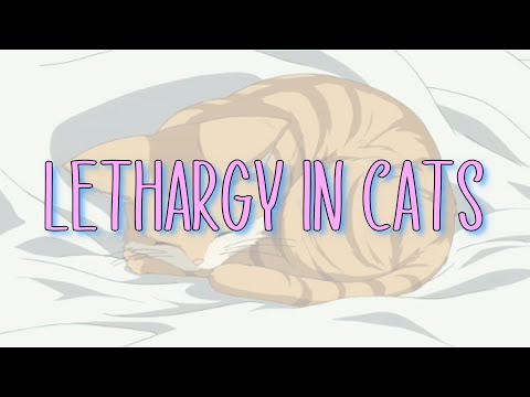 Lethargy in Cats