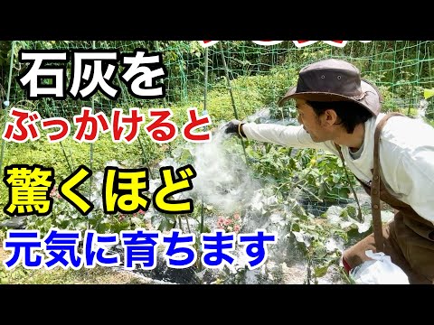 樹木石灰をいつ塗布するか