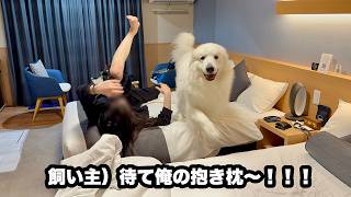 旅行先でもしっかり抱き枕あつかいされる超大型犬【極楽編】