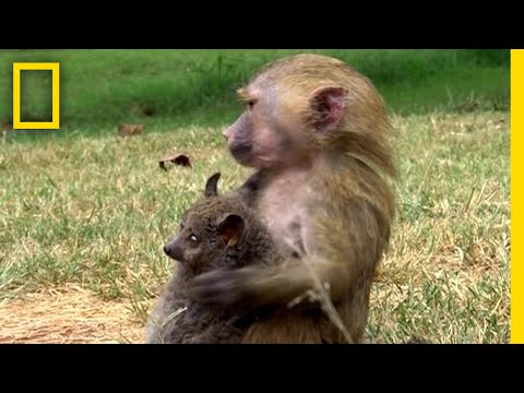 IUCN分類における絶滅の危険性を示す図。