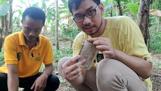 Download lagu ECOFARMING SLOW RELEASE Pada Tanaman Pohon DURIAN 🔥🌲 mp3