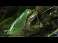 Sielmanns Heimische Tiere Der Laubfrosch