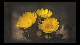 春の伝道師：福寿草の花