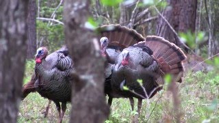 How to Hunt Early Season Turkeys
