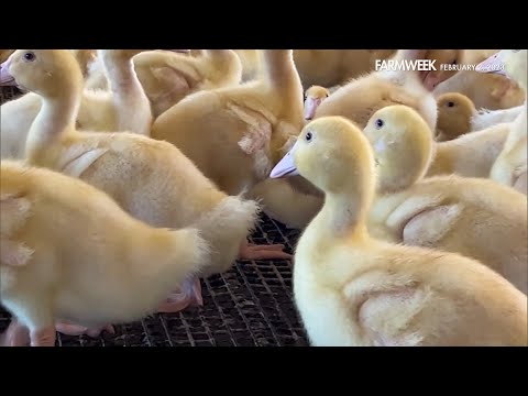 Farmweek | Duck-umentary | February 2, 2023