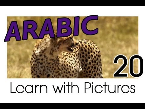 Learn Arabic Arabic Vegetable Vocabulary