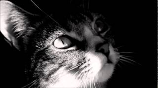 Faskil - How To Confuse A Cat (Kobana Remix)