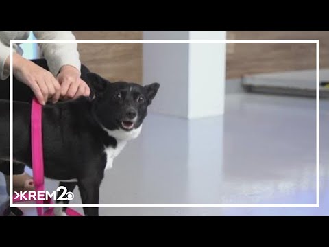 Pick of the Litter: Meet Boba, a black and white Pomeranian mix - YouTube