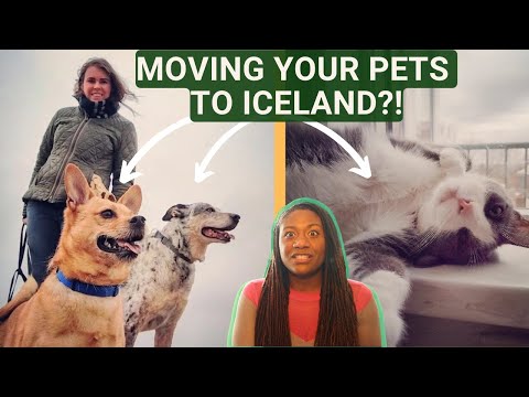 The Tedious Process of Moving Pets to Iceland - Sharyn Chesna's Experience