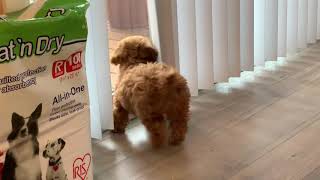 トイプードルの夏夏。テーブルの下をウロウロ。