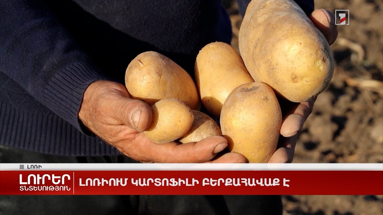 Լոռիում կարտոֆիլի բերքահավաք է