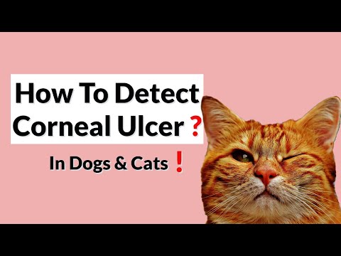 Symptoms, Diagnosis and Treatment of Corneal Ulcers in Pets!