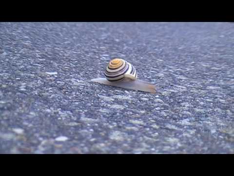 Spiegelblick - Ralf Ratte