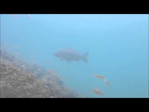 Karpfen in Barschsuppe  (Löwensee 19.07.2015)