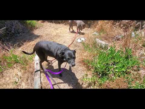 Dogs Talking!!!! Affective Dog Behavior