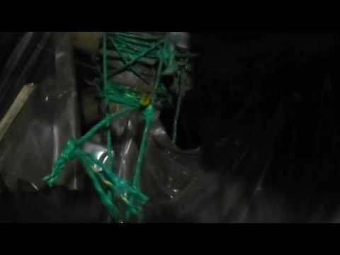 Bête de jour et bète de nuit