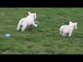 French Bulldog dogs for sale: Yuletide  - Video 1