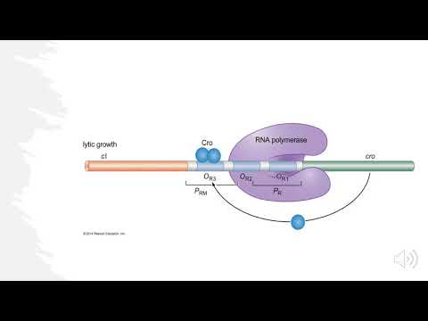 Lambda Bacteriophage- Lytic vs Lysogenic Decision... Explained!