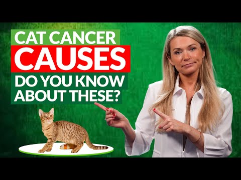 4 Cat cancer causes MOST people seem to ignore.