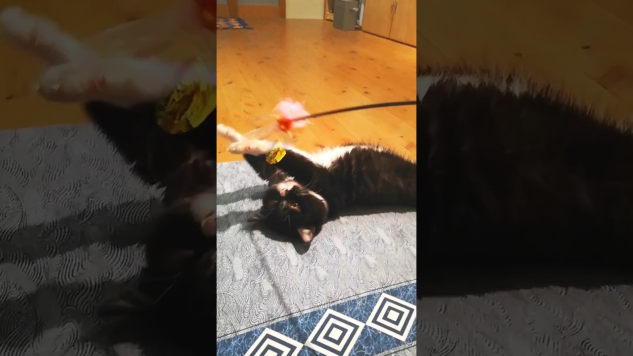 これでも本気 #cat #ネコ #こねこ