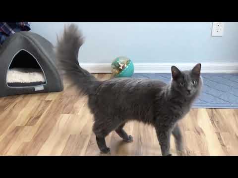 DEIDRE - A Mystical Magical Nebelung