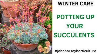 WINTER-PROOF YOUR SUCCULENTS BEFORE IT'S TOO LATE!
