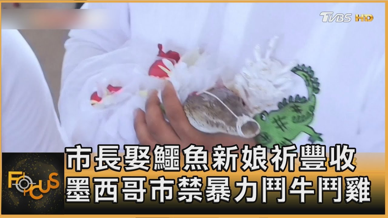 市長娶鱷魚新娘祈豐收 墨西哥市禁暴力鬥牛鬥雞