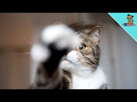 YouTube video about: What does it mean when a cat hits you with their paw?