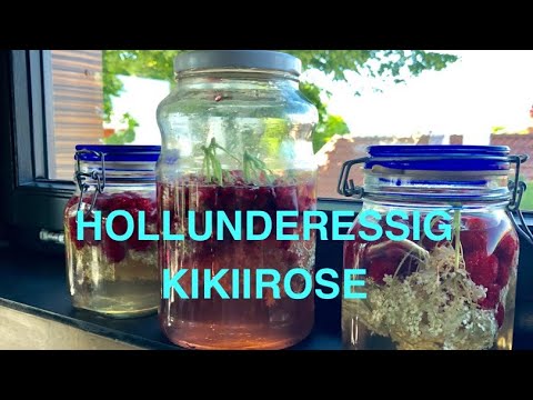 HOLLUNDERESSIG - KIKIIROSE