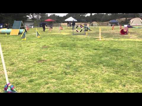 Tracy and Quimblee - Advanced Standard (16") - 2015-04-18