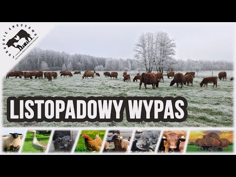Lubuskie Angusowo - S8 E28 - Angus - November return to the pasture