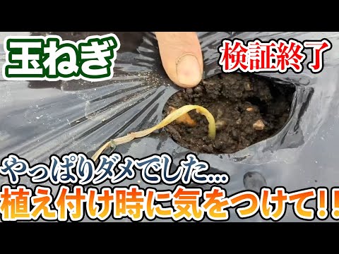 タマネギのウジ虫を取り除く方法は？ヒント、症状、治療法  庭園