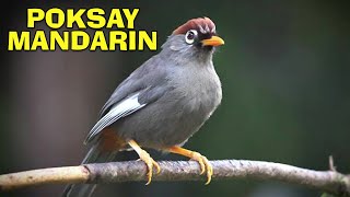 Download lagu Terapi Malam dengan Poksay Mandarin agar berani buka paruh saat pengembunan mp3 Download lagu Terapi Malam dengan Poksay Mandarin agar berani buka paruh saat pengembunan mp3