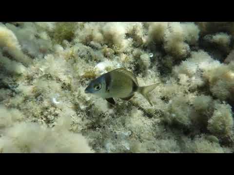 Diplodus vulgaris
