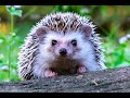 The Great Hedgehog Mystery narrated by David Attenborough (full documentary)