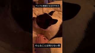 犬あるある　ベッドに垂直に寝る #ボストンテリア