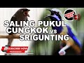 1 Kompilasi Tembakan Ampuh Cucak Cungkok Gacor Vs Srigunting Abu Abu Gacor ️