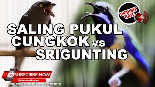 Download lagu #1🔴Kompilasi Tembakan Ampuh Cucak Cungkok Gacor vs Srigunting Abu Abu Gacor ❗️ mp3