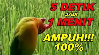 Download lagu MASTERAN LOVEBIRD KONSLET MINOR SPEED DOBELAN LAMBAT mp3 Download lagu MASTERAN LOVEBIRD KONSLET MINOR SPEED DOBELAN LAMBAT mp3