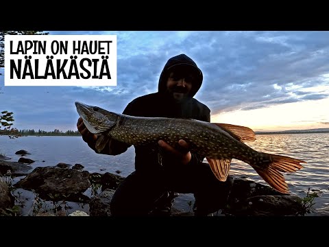 HAUKI KATKOO SIIMAT JA OTTAA TOISEEN UISTIMEEN