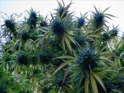 Ecstatic Sound - MessenJah - Ganja je lék (Ecstatic's dubplate)