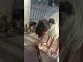 Girl Slaughtering A Chicken