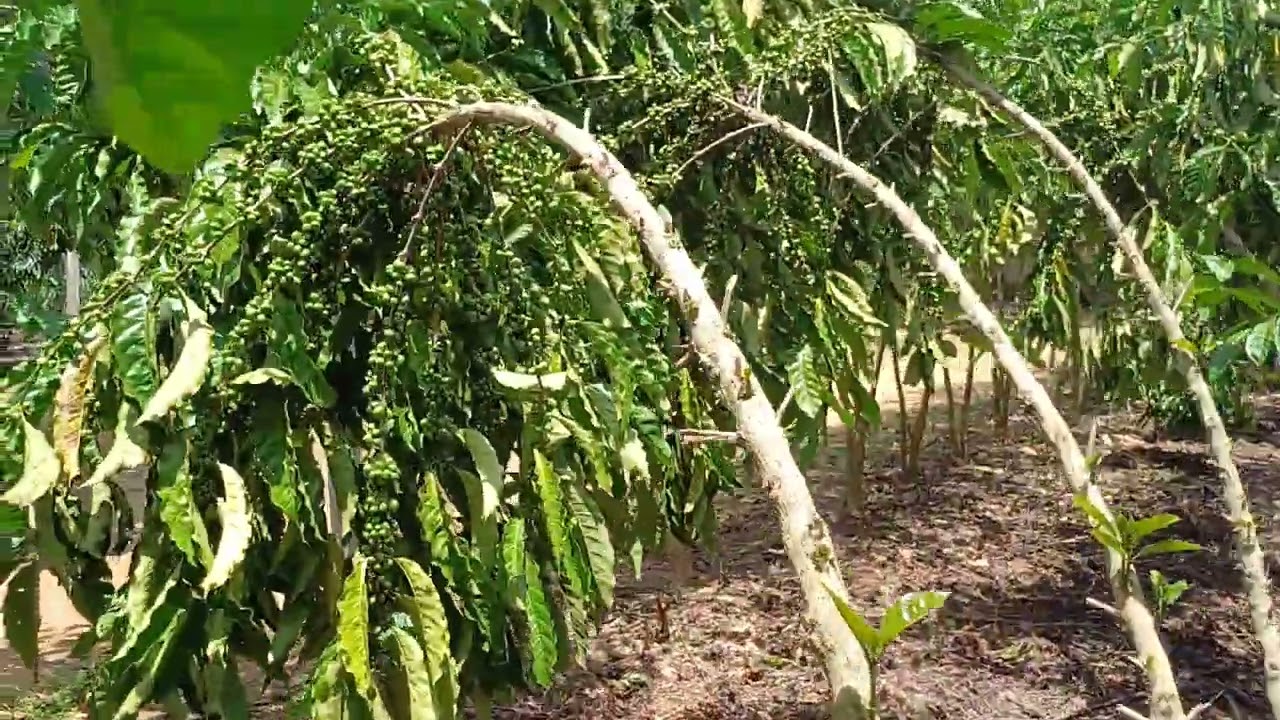 Café clonal robusta amazônico, clone R22 resistente? Confere aqui, tombando galho de tão carregado