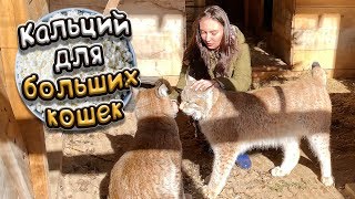 КАЛЬЦИЙ ДЛЯ БУДУЩИХ КОТЯТ