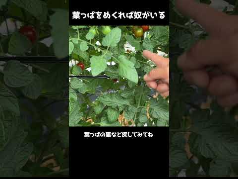 トマトに穴が開くのはなぜですか?行動を起こすべきでしょうか？  庭園