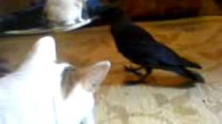 Jacob the Jackdaw & Molly